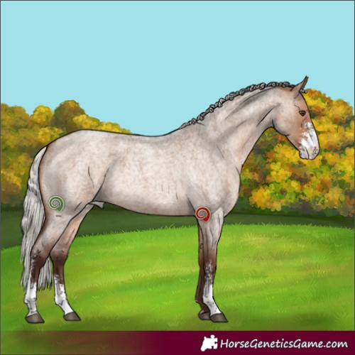 Horse Color:Silver Brown Roan Dun Sabino 