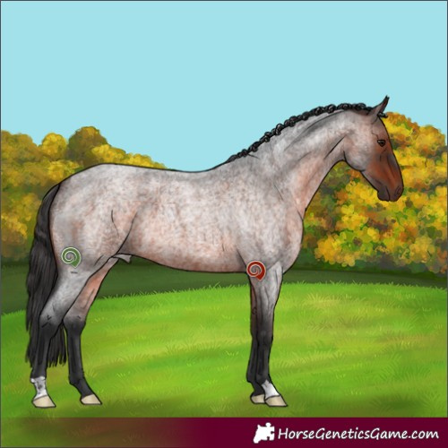 Horse Color:Brown Roan 