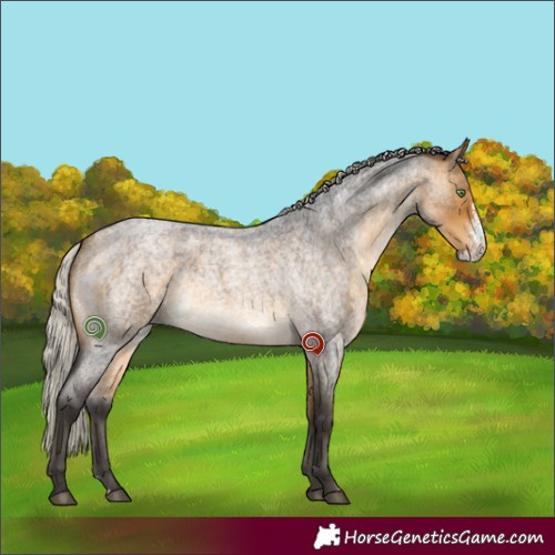 Horse Color:Silver Buckskin Roan Sabino 