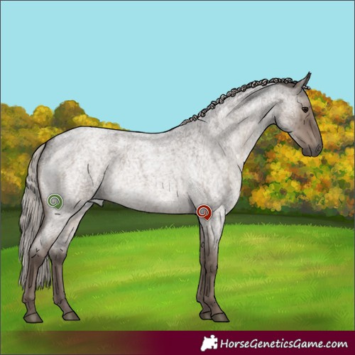 Horse Color:Silver Grullo Roan Brindle 