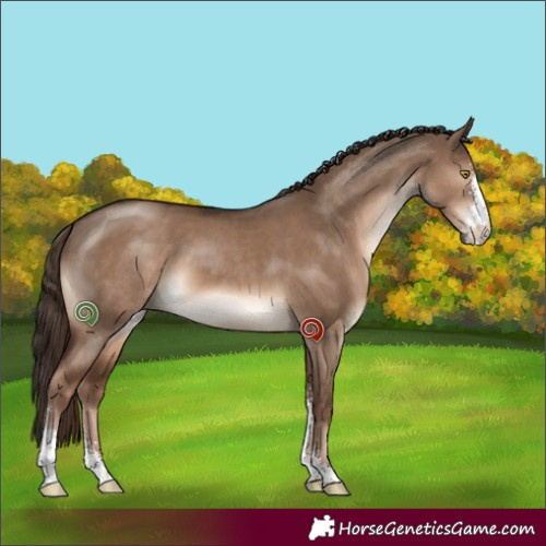 Horse Color:Liver Red Dun Sabino 