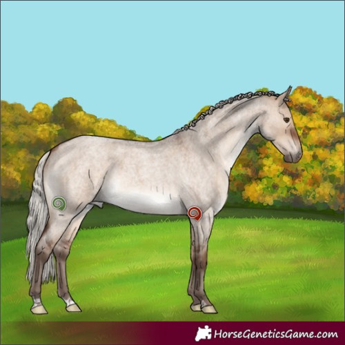 Horse Color:Silver Brown Roan Dun 