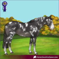 Horse Color:White Spotted Smoky Black Sabino 