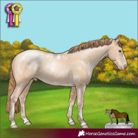 Horse Color:White Spotted Buckskin Pearl Rabicano