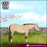 Horse Color:Buckskin Dun 