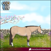 Horse Color:Buckskin Dun 