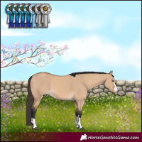 Horse Color:Buckskin Dun 