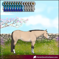 Horse Color:Buckskin Dun 