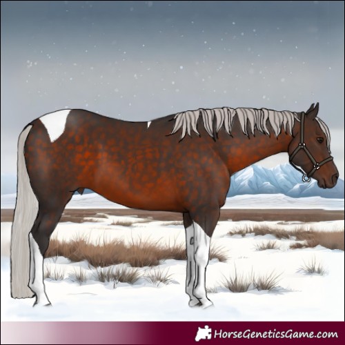 Horse Color:Silver Brown Tobiano 