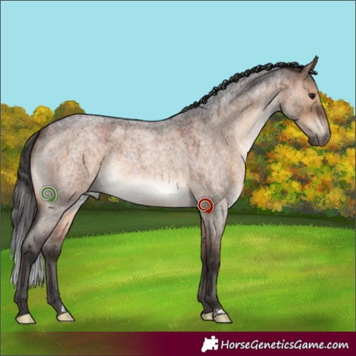 Horse Color:Brown Roan Dun 