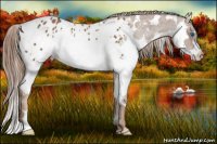 Horse Color:Chestnut Splash Tobiano Appaloosa 