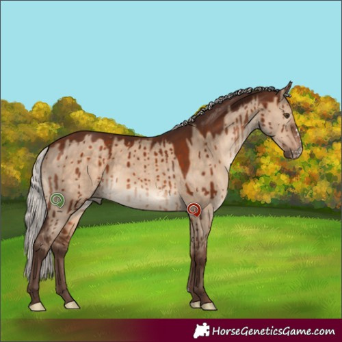 Horse Color:Silver Brown Dun Sabino Rabicano Brindle 