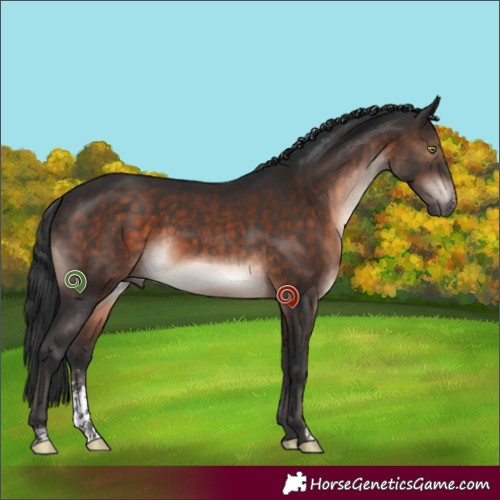 Horse Color:Brown Mushroom Sabino 