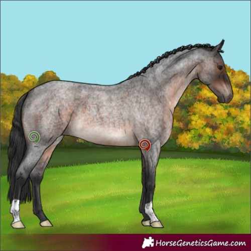 Horse Color:Brown Roan 