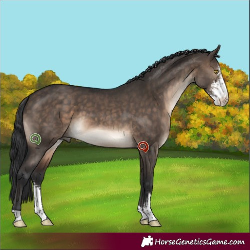 Horse Color:Brown Dun Sabino 