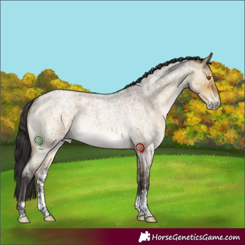 Horse Color:Buckskin Roan Dun Sabino Rabicano Brindle 