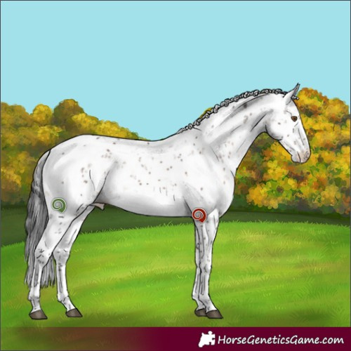Horse Color:Brown Dun Mushroom Sabino Rabicano 