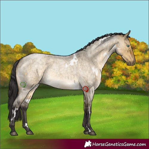 Horse Color:White Spotted Buckskin Roan Dun Mushroom Rabicano 