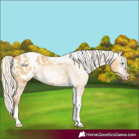 Horse Color:Gray Silver Amber Cream Champagne Roan Dun Splash Tobiano Frame Appaloosa Rabicano