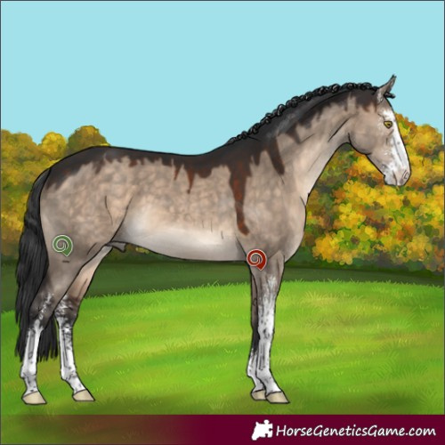 Horse Color:Brown Dun Sabino 