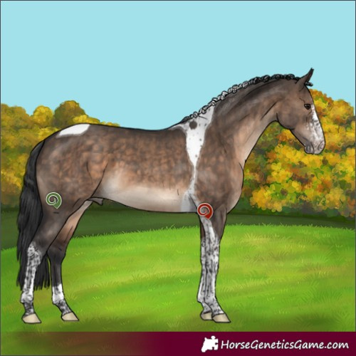 Horse Color:Brown Dun Sabino Tobiano Brindle 