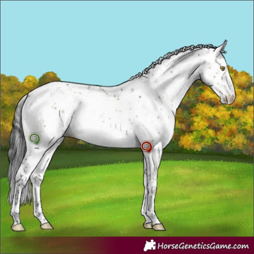 Horse Color:Brown Dun Sabino 