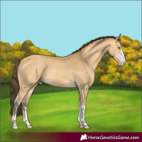 Horse Color:Amber Cream Champagne