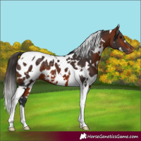 Horse Color:White Spotted Brown Tobiano Appaloosa 