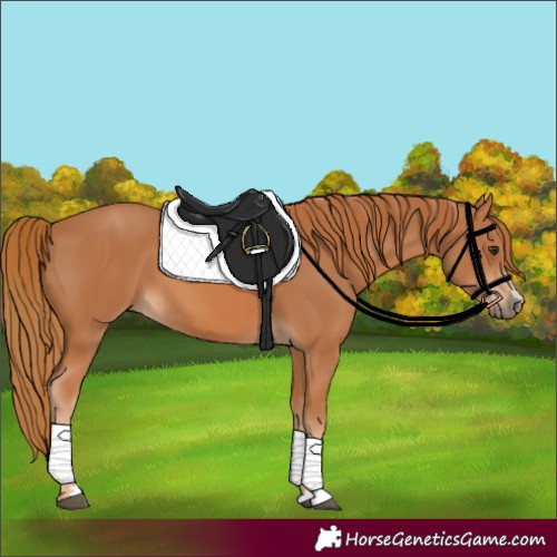 Horse Color:Unknown 