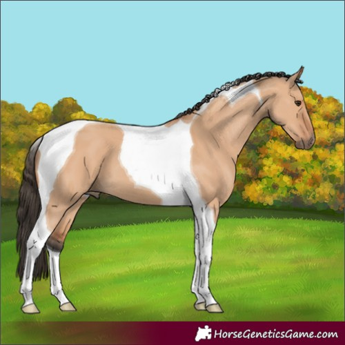 Horse Color:Bay Dun Tobiano 