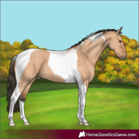 Horse Color:Bay Dun Tobiano