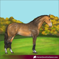 Horse Color:Buckskin Rabicano 
