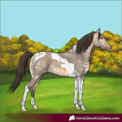 Horse Color:Buckskin Ice Dun Tobiano 