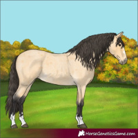 Horse Color:Buckskin Roan 