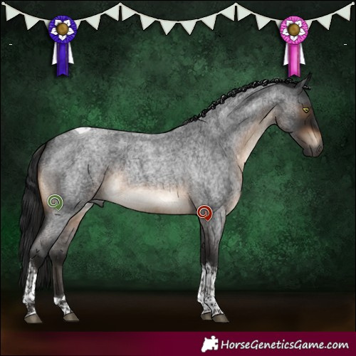 Horse Color:Gray Bay Roan Tobiano 