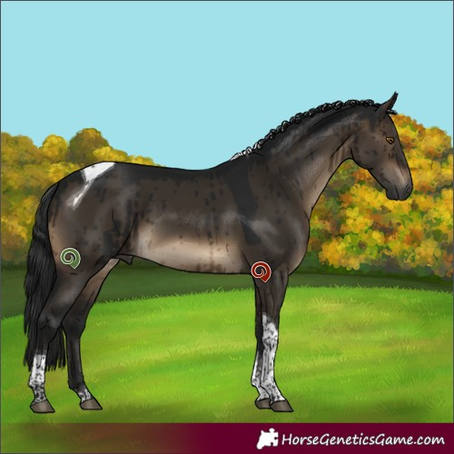 Horse Color:Gray Brown Dun Tobiano Brindle 