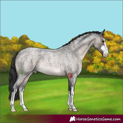 Horse Color:White Spotted Brown Roan Dun 