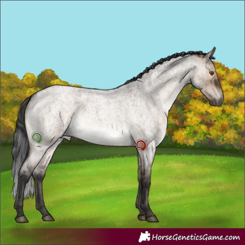 Horse Color:White Spotted Brown Roan Dun Brindle 