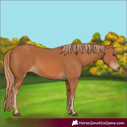 Horse Color:Chestnut 