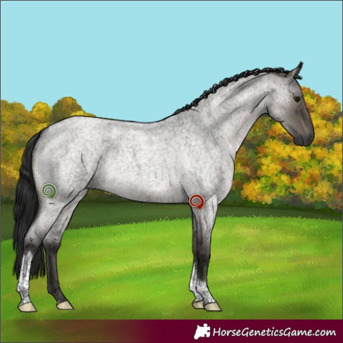 Horse Color:Gray Grullo Roan Tobiano Rabicano 