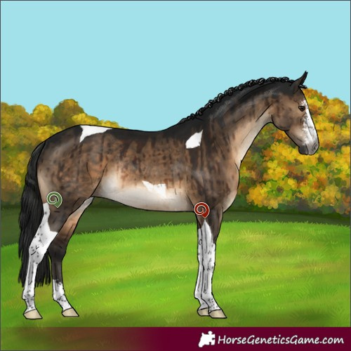 Horse Color:Gray Brown Dun Sabino Tobiano Rabicano Brindle 