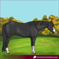 Horse Color:Black 