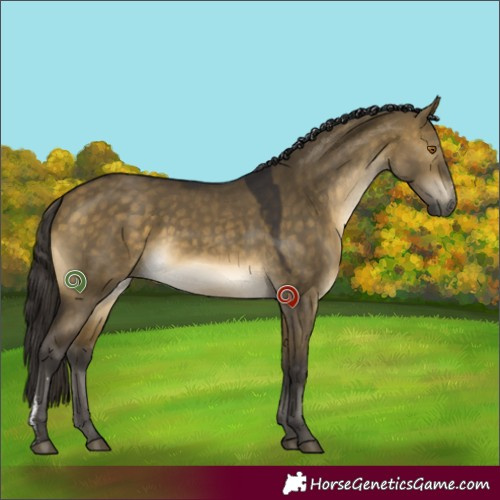Horse Color:Buckskin Dun Sabino 