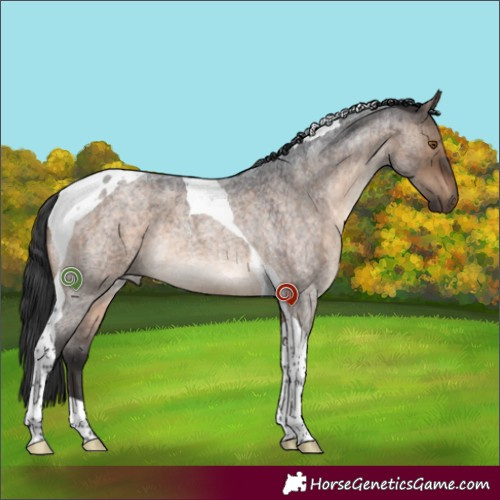 Horse Color:Brown Roan Dun Tobiano 