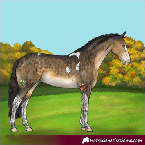 Horse Color:Buckskin Dun Mushroom Sabino Tobiano Brindle 