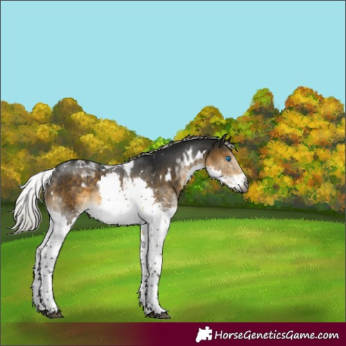Horse Color:Gray White Spotted Silver Buckskin Mushroom Splash Tobiano Rabicano