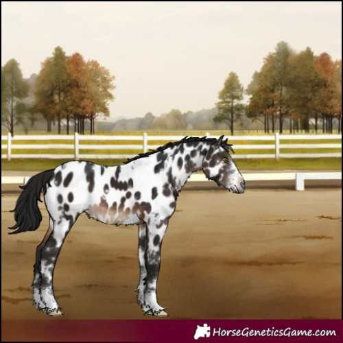 Horse Color:Gray White Spotted Brown Sabino Near Leopard Rabicano 