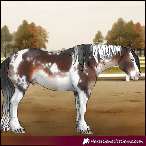 Horse Color:White Spotted Bay Mushroom Splash Tobiano Rabicano 