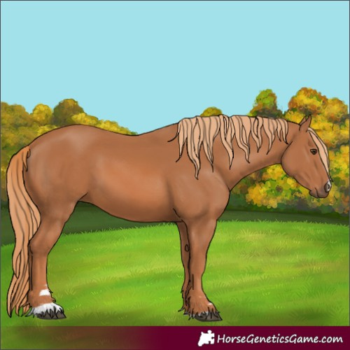 Horse Color:Chestnut 