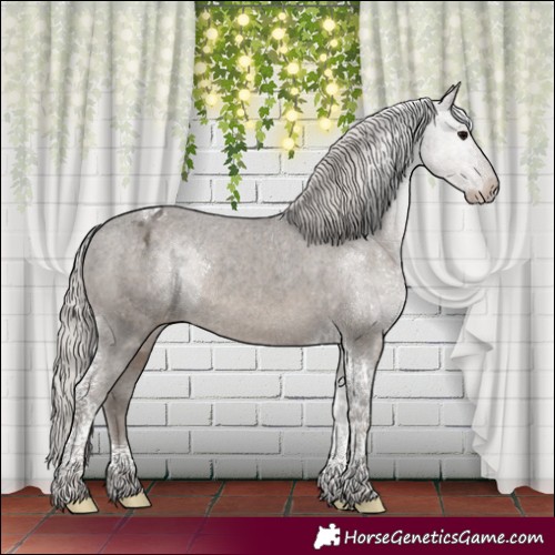 Horse Color:Silver Black Tobiano Appaloosa Rabicano 
